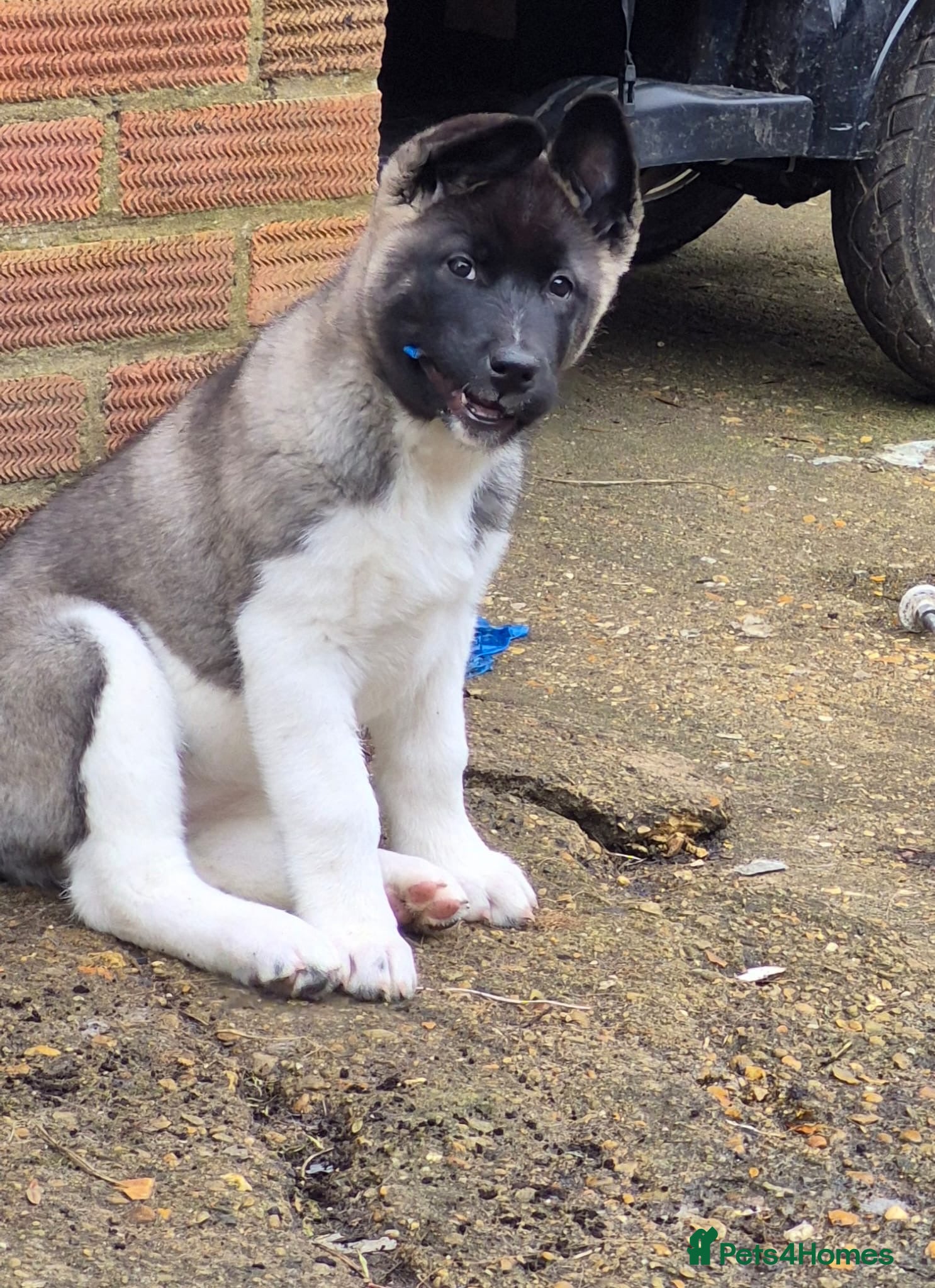 Akita dogs ONLY 1 FEMALE LEFT American Akita Puppies - Advert 1