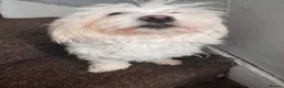 Mixed Breed dogs for sale: Bichon Maltese puppies - Advert 6