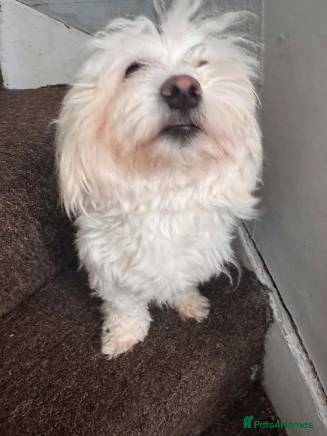 Mixed Breed dogs for sale: Bichon Maltese puppies - Advert 2