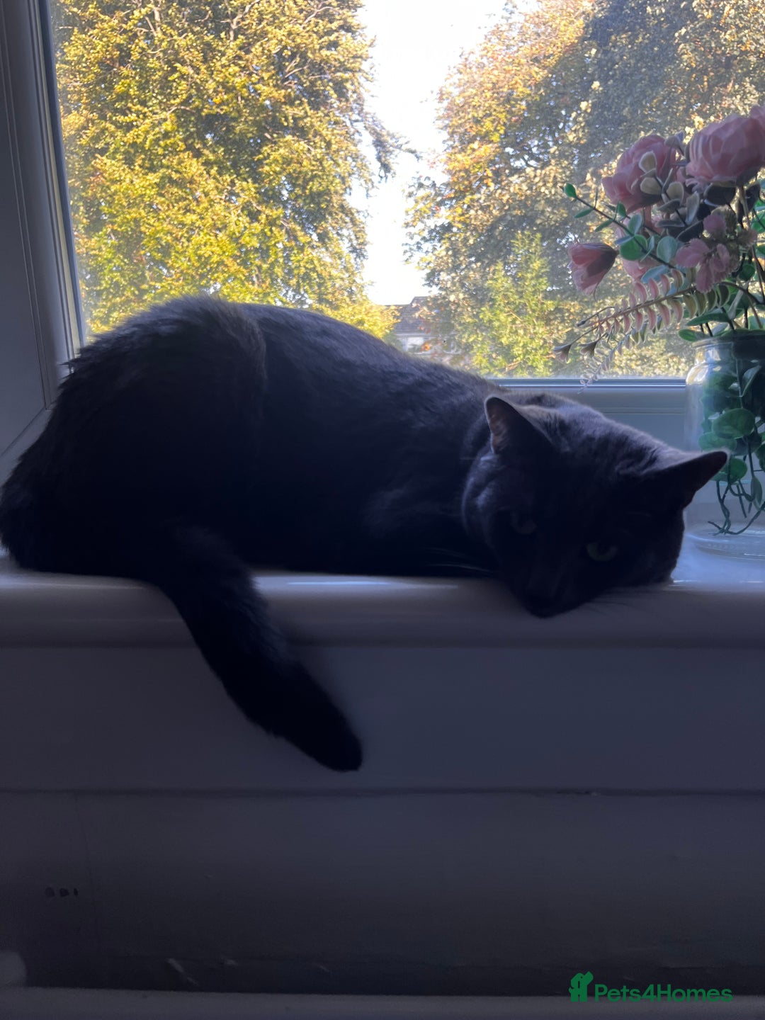 Russian Blue cats for sale: Russian blue (male) 💙 - Image 1