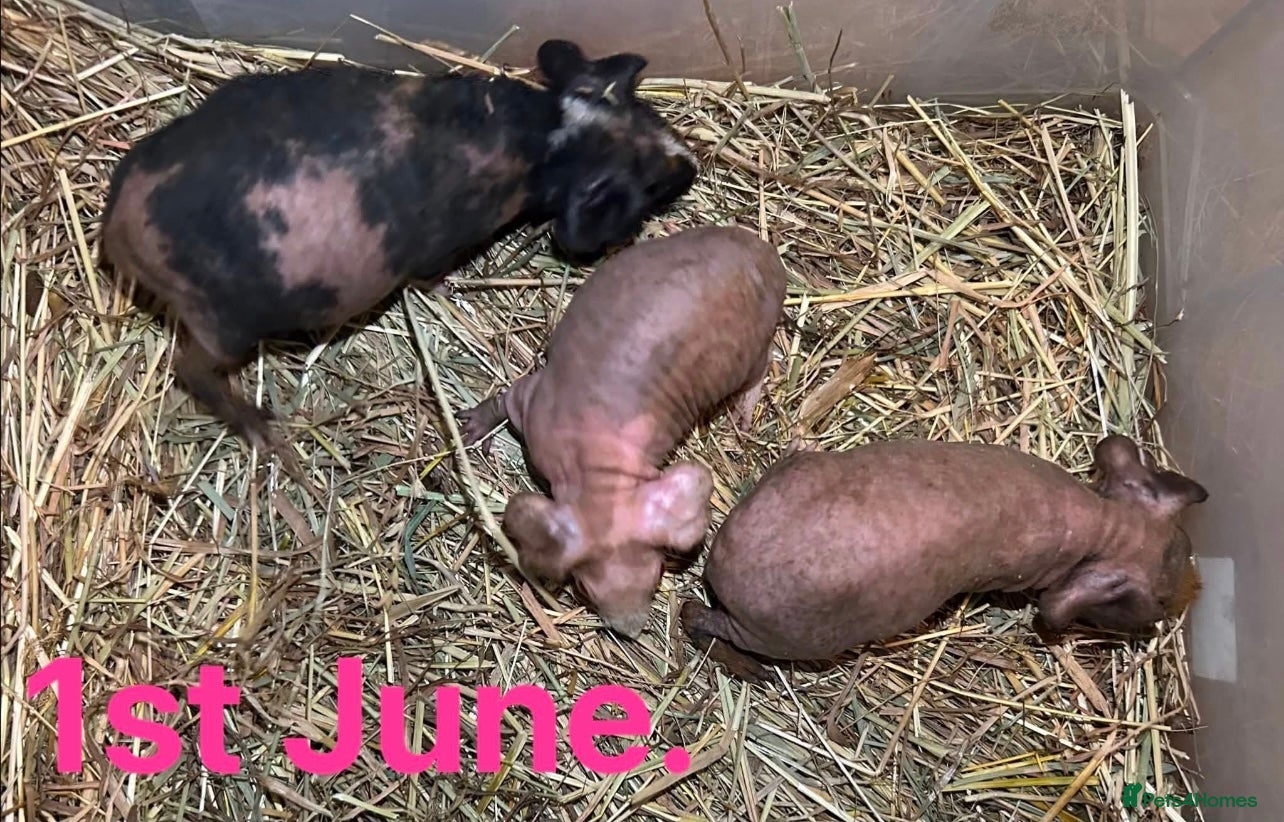 Guinea Pig rodents Skinny Pig Sows  - Advert 1