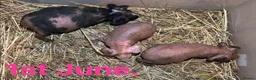 Guinea Pig rodents for sale: Skinny Pig Sows  - Advert 1