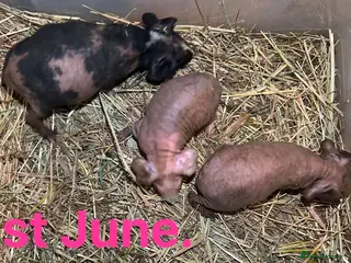 Guinea Pig rodents Skinny Pig Sows - Advert 1