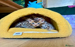 Bengal cats for sale: Beautiful Bengal Kittens  - Image 2