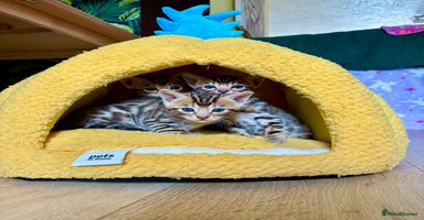 Bengal cats - Advert 1