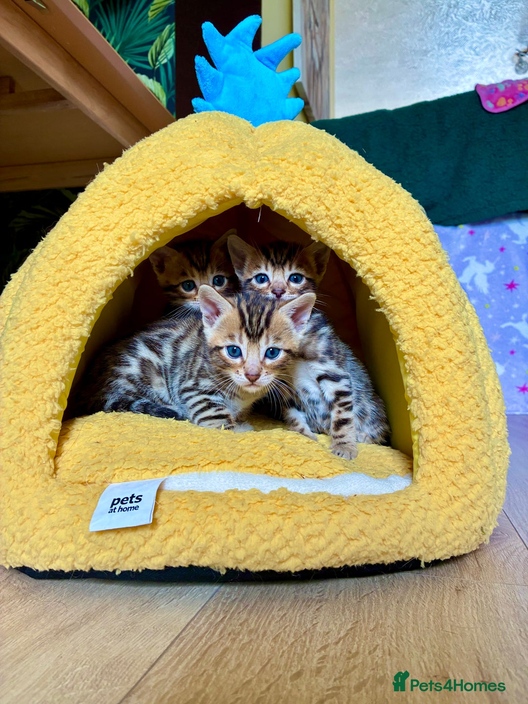 Bengal cats for sale: Beautiful Bengal Kittens  - Image 2