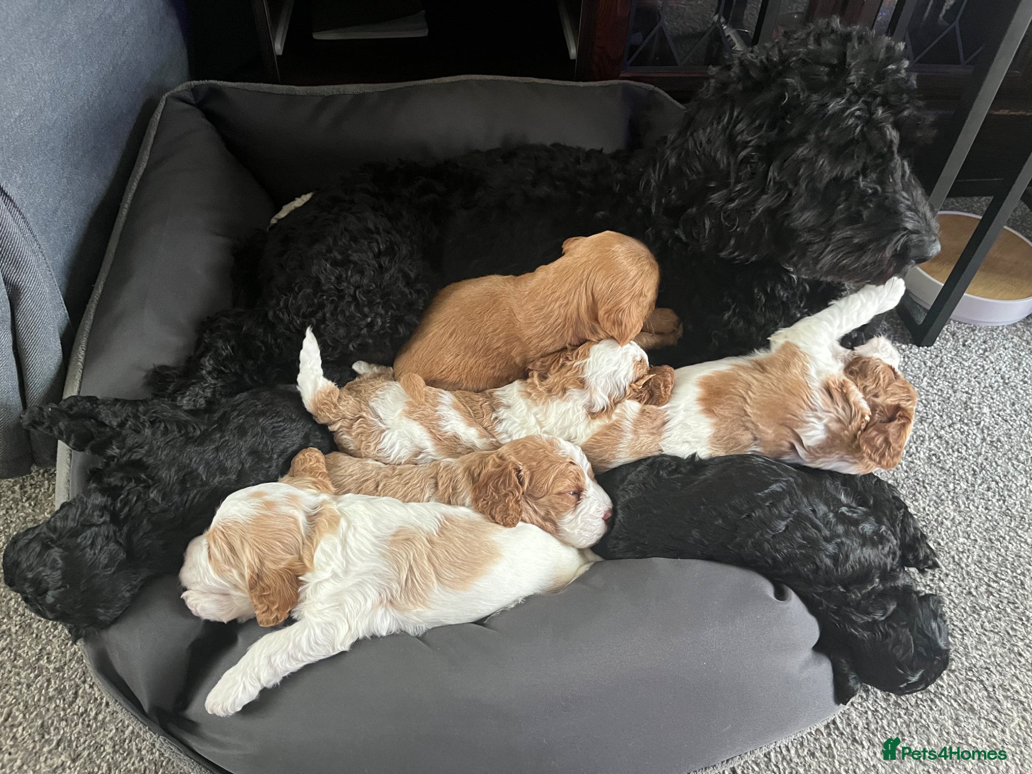 Cockapoo dogs Cockapoo puppies  - Advert 1