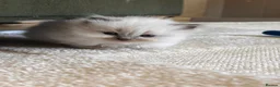 Ragdoll cats for sale: beautiful fluffy ragdolls - Advert 14