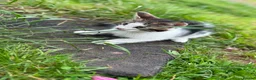 Mixed Breed cats for sale: 4 Male Kittens  in Pontypool - Advert 4