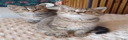 British Shorthair cats for sale: Adorable Brittish Shorthair kittens🐱 - Advert 25