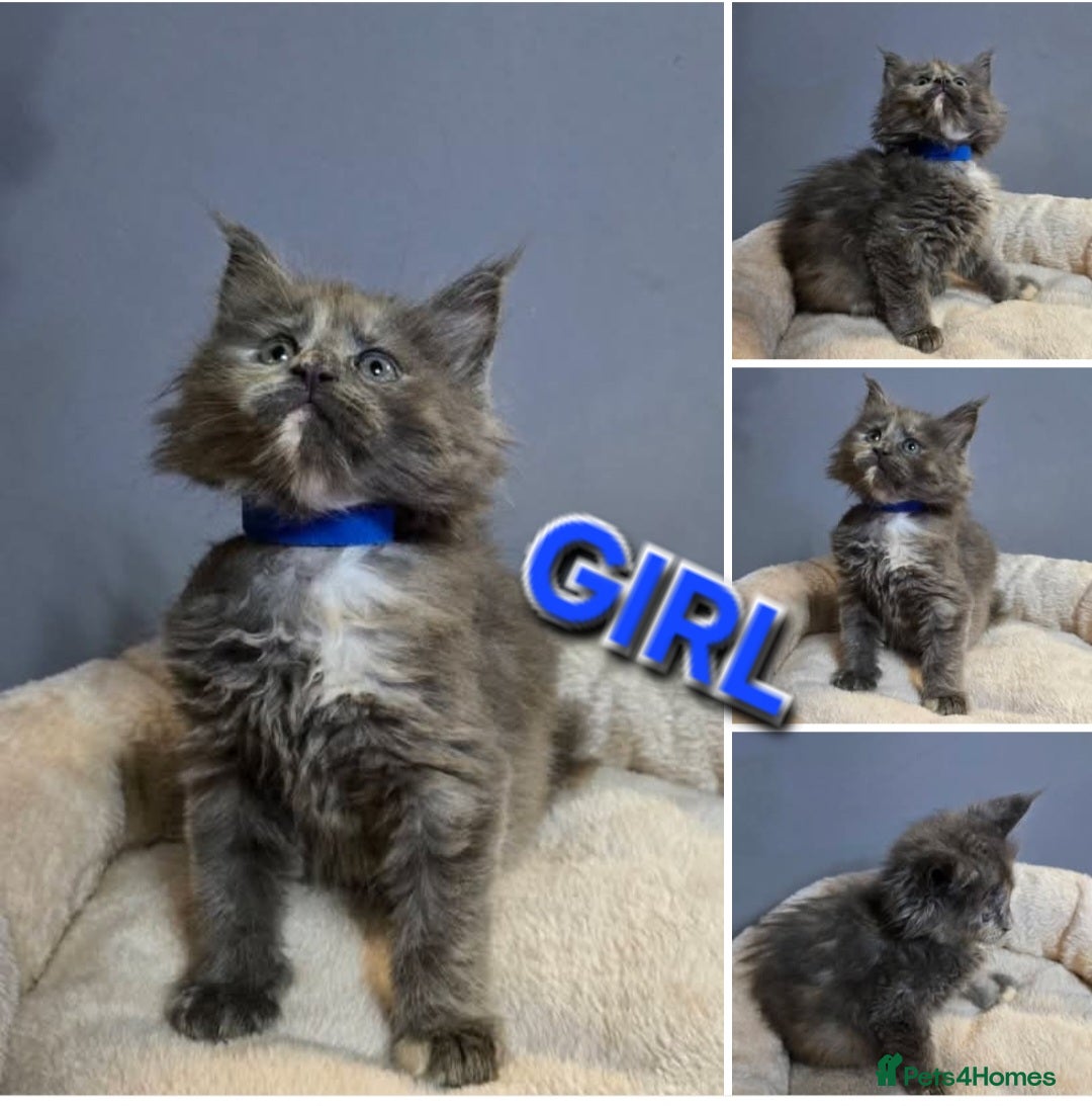 Maine Coon cats Last Girl -  Pure breed Maine Coon Kittens  - Advert 1