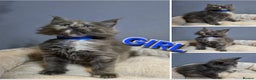 Maine Coon cats for sale: Pure breed Maine Coon Kittens  - Advert 2