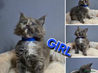 Maine Coon cats Last Girl - Pure breed Maine Coon Kittens - Advert 2