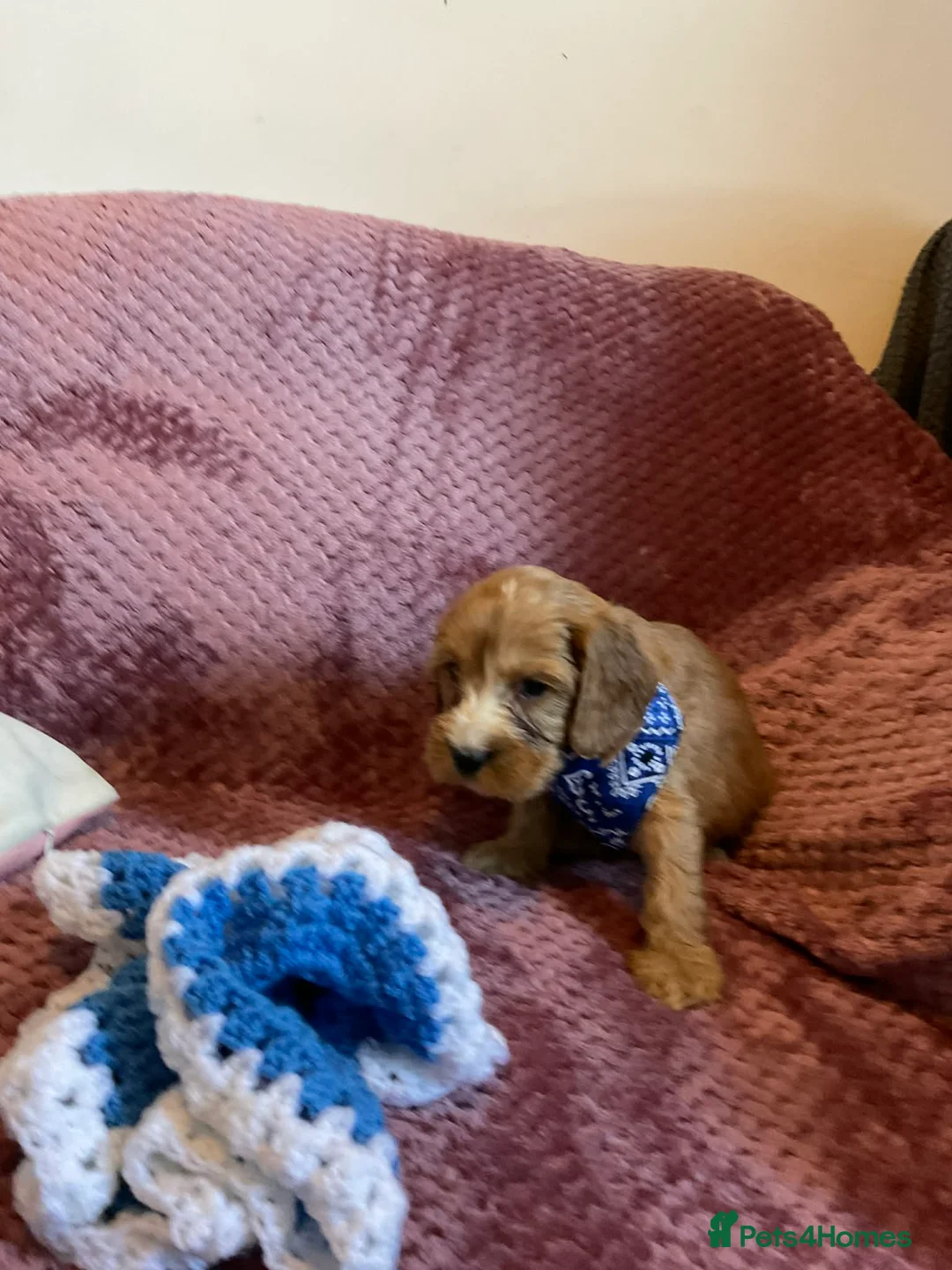 Cockapoo dogs for sale: 8 COCKAPOO PUPPIES 6 GIRLS 2 BOYS READY NOW - Advert 10