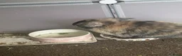 Mini Lop rabbits for sale: Female mini lop - Advert 3