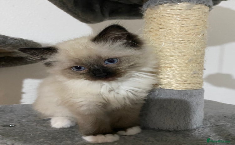 Ragdoll cats - Advert 7