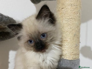 Ragdoll cats - Advert 32