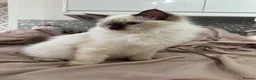Ragdoll cats for sale: RAGDOLL BOY colour point chocolate pedigree in Birkenhead - Advert 13