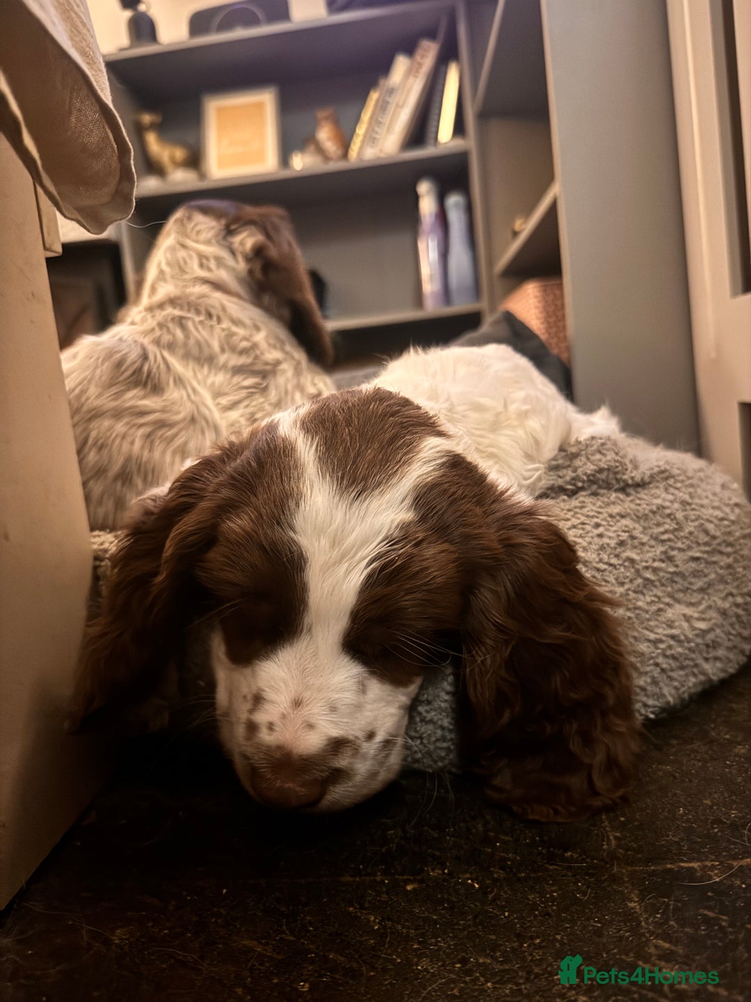 English Springer Spaniel dogs for sale: Springer Spaniel Boy - Image 5