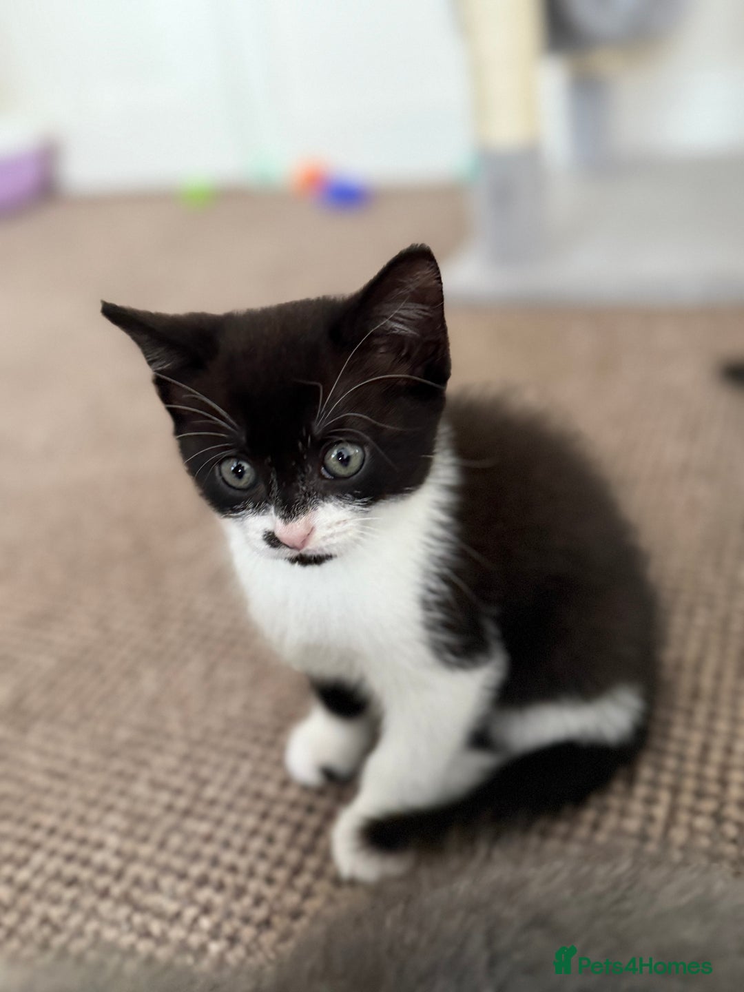 Mixed Breed cats for sale: 🐾 Adorable Kittens Looking for Loving Homes! 🐾 - Image 10