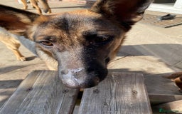 Mixed Breed dogs for adoption: Sikah is looking for her forever home  - Image 7