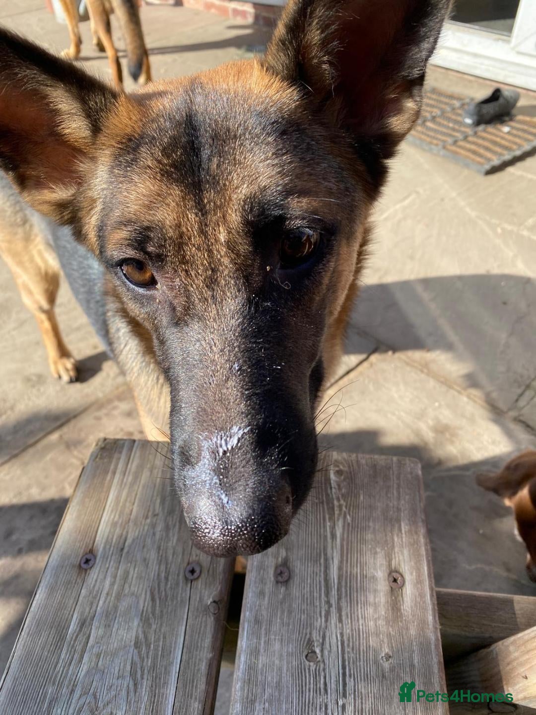 Mixed Breed dogs for adoption: Sikah is looking for her forever home  - Image 7