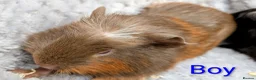 Guinea Pig rodents for sale: Beautiful Baby Guinea Pigs  - Advert 4