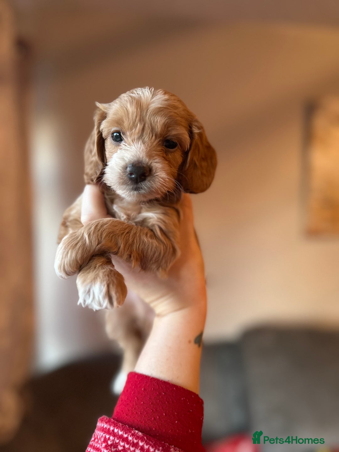 Cockapoo dogs for sale: F1 cockapoos - Advert 9
