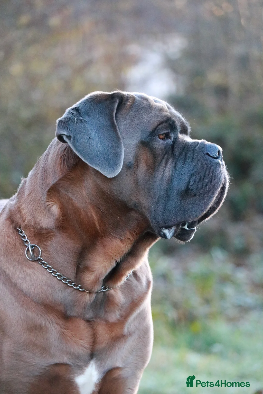 Cane Corso dogs for stud: *HEATH TESTED* Stud available CLIFFORD  - Advert 8