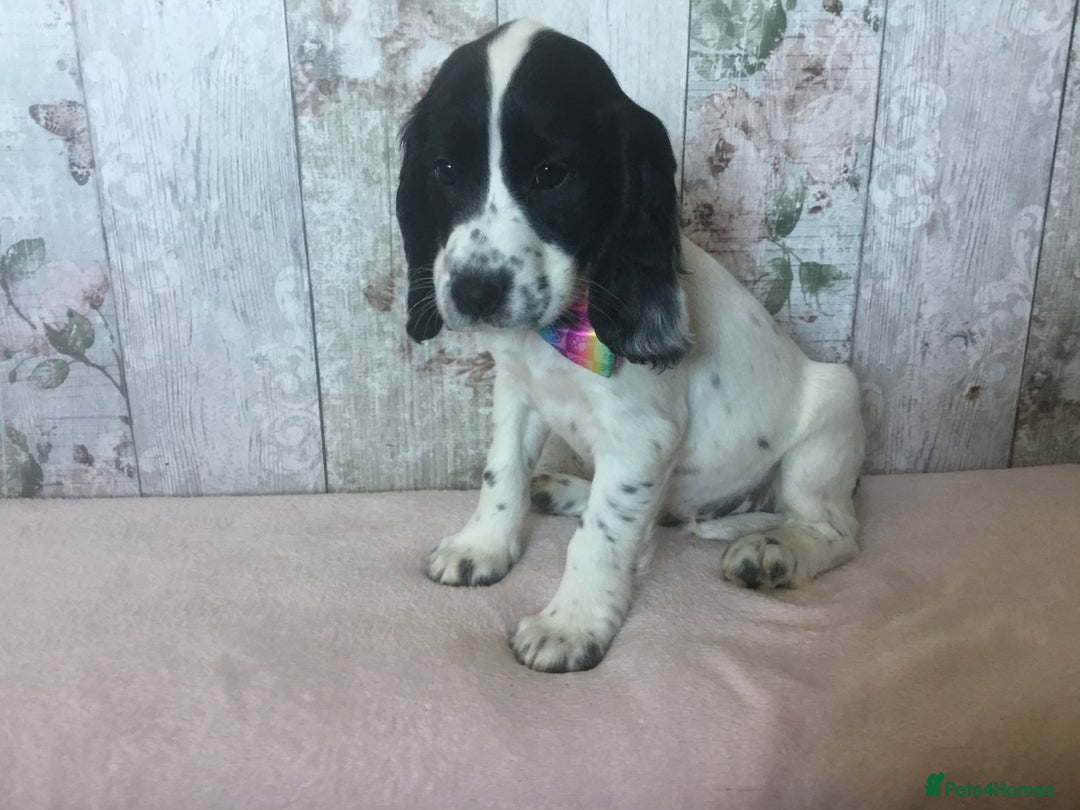 Cocker Spaniel dogs for sale: Well socialised Pedigree Cocker pups - Image 8
