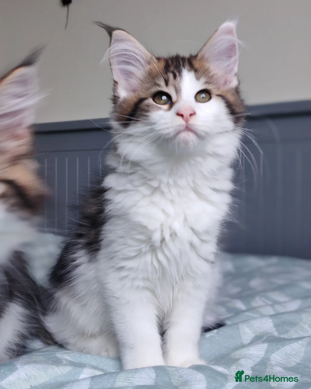 Maine Coon cats for sale: Purebred Maine coon 😍😍 available only gril - Advert 1