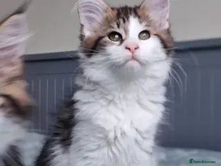 Maine Coon cats Purebred Maine coon 😍😍 available only gril - Advert 4