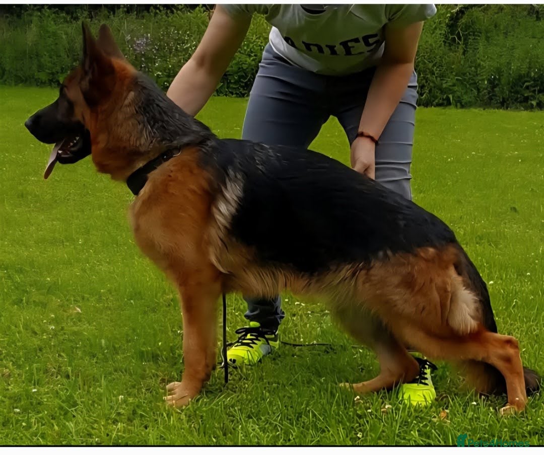 German Shepherd dogs for sale: Superb Female For Sale, World Class litter  - Image 3