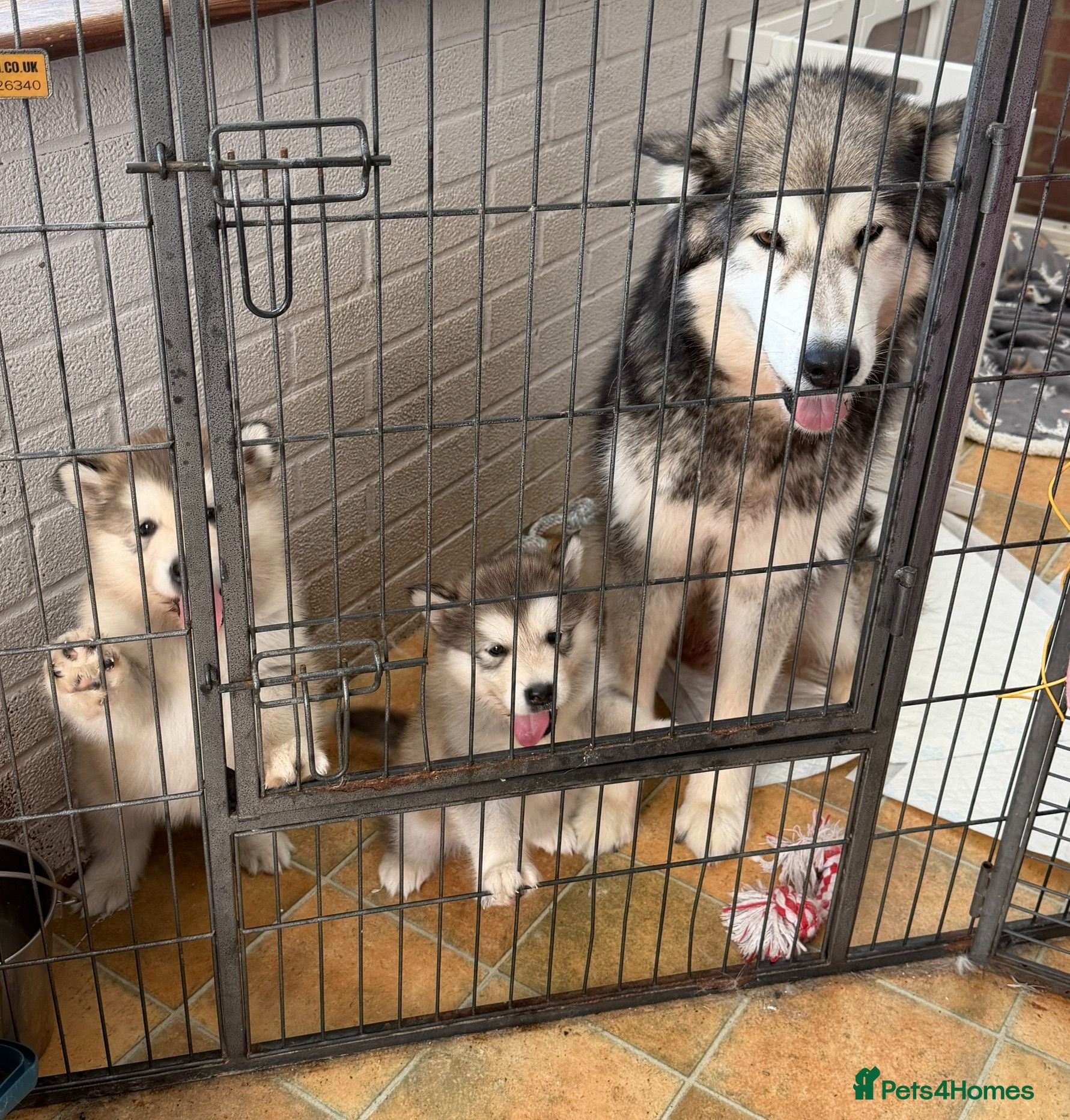 Alaskan Malamute dogs KC Registered  5 Week Old Puppy - Advert 15