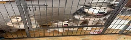 Alaskan Malamute dogs for sale: KC Registered  5 Week Old Puppy - Advert 1