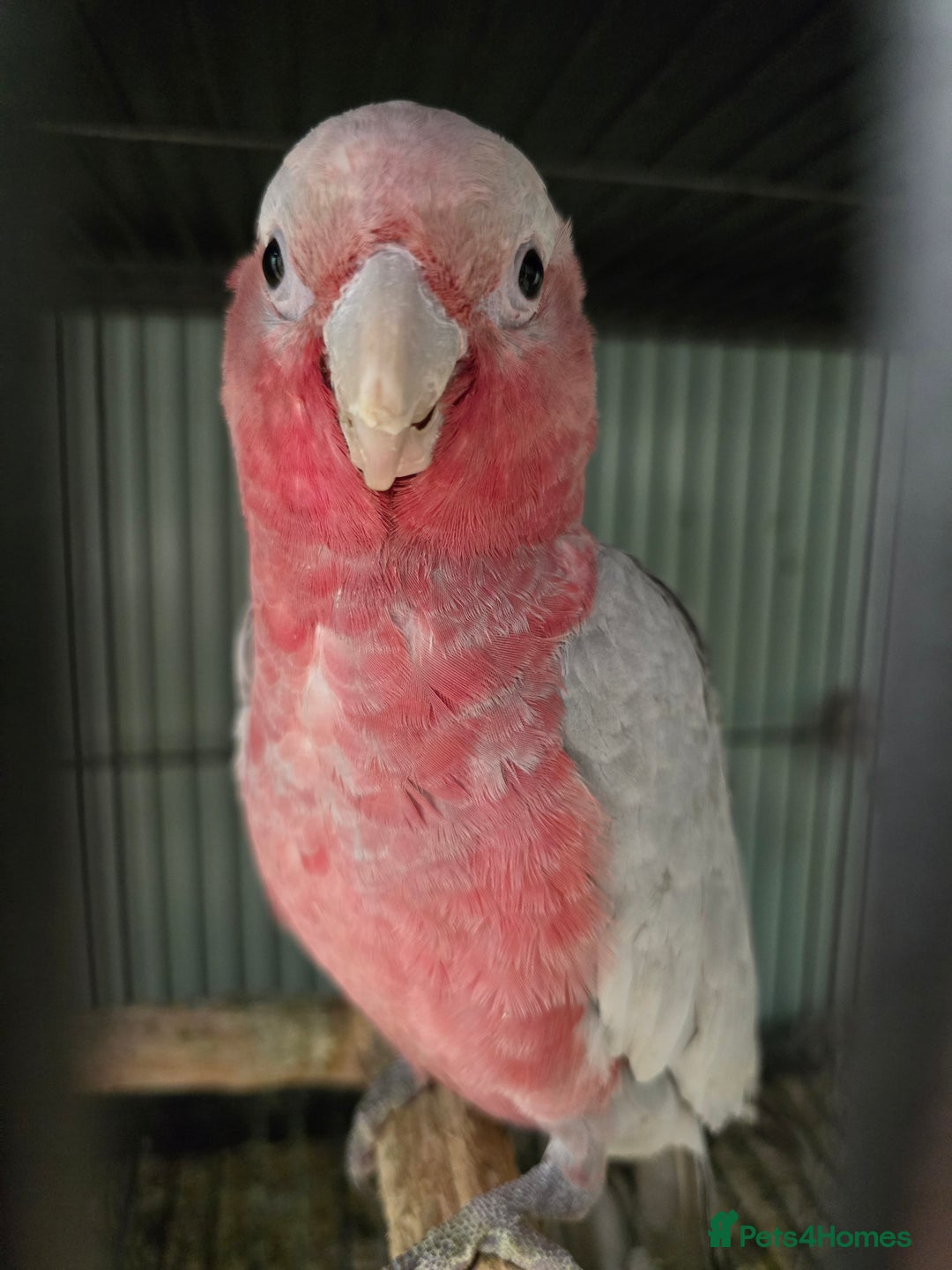 Parrots birds for sale: Cheeky Handreared Amazon's, Galah's & Caique's!!! - Advert 15