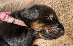 Dobermann dogs for sale: KC REGISTERED HEALTH TESTED DOBERMAN PUPS - Image 38