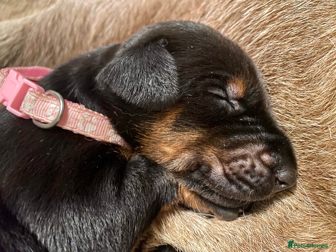 Dobermann dogs for sale: KC REGISTERED HEALTH TESTED DOBERMAN PUPS - Image 38