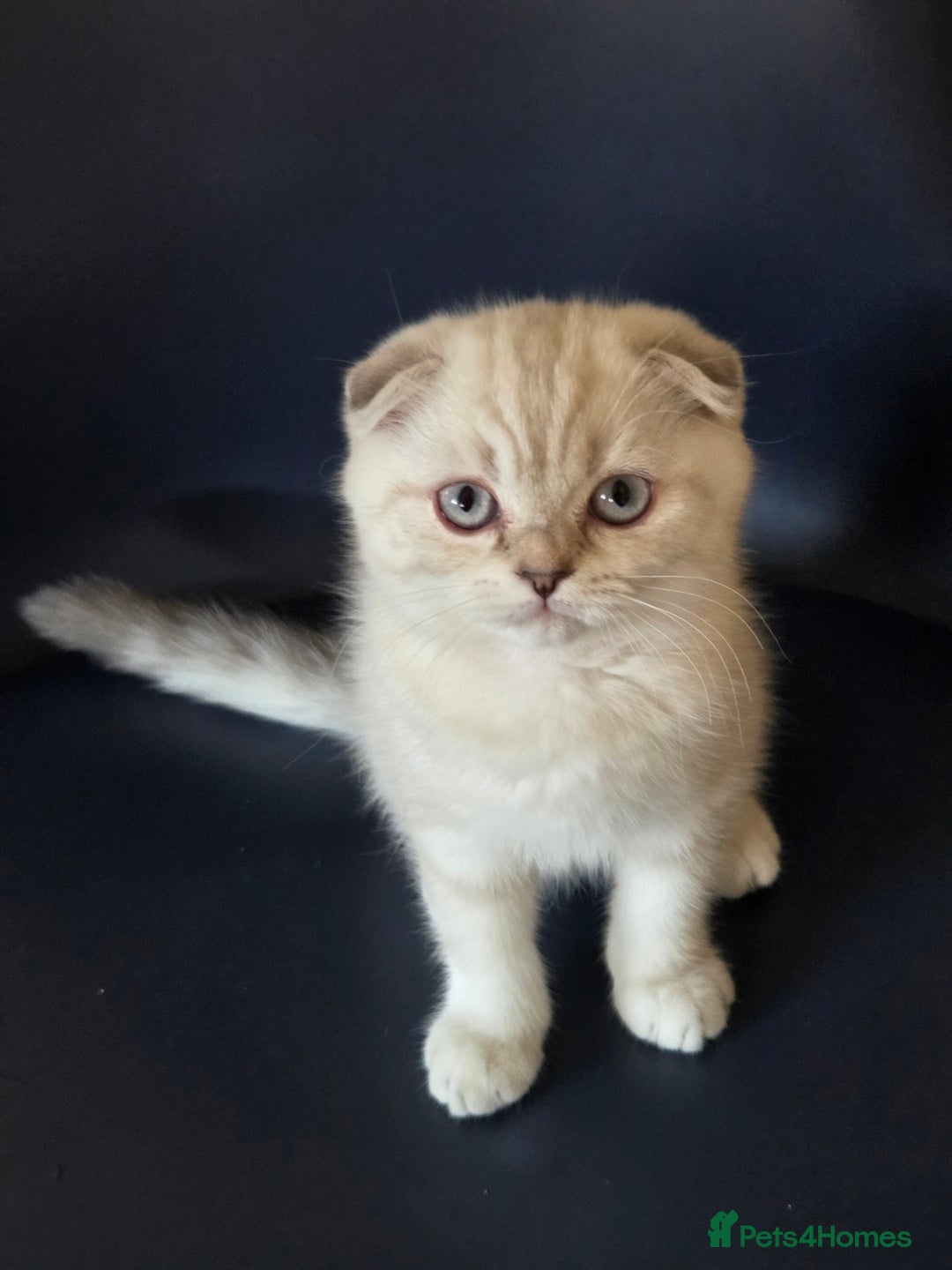 Scottish Fold cats for sale: Scottish Fold Kitten Female Ready To Be Collected  - Advert 8