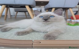 Ragdoll cats for sale: Male Ragdoll Seeks Loving Home💙 - Image 13