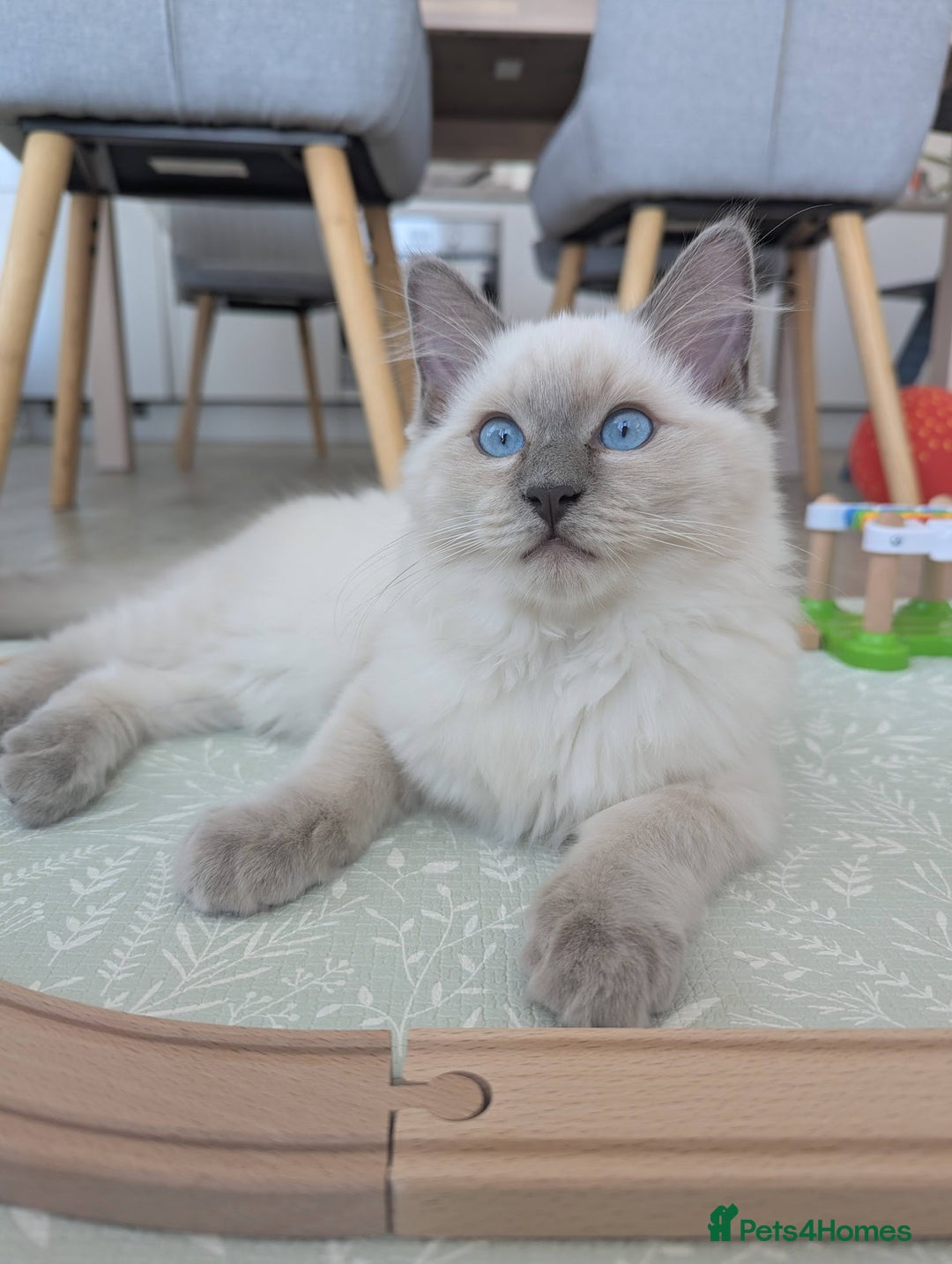 Ragdoll cats for sale: Male Ragdoll Seeks Loving Home💙 - Image 13