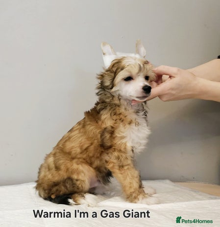 Chinese Crested dogs - Advert 3
