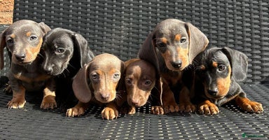 Dachshund dogs - Advert 3