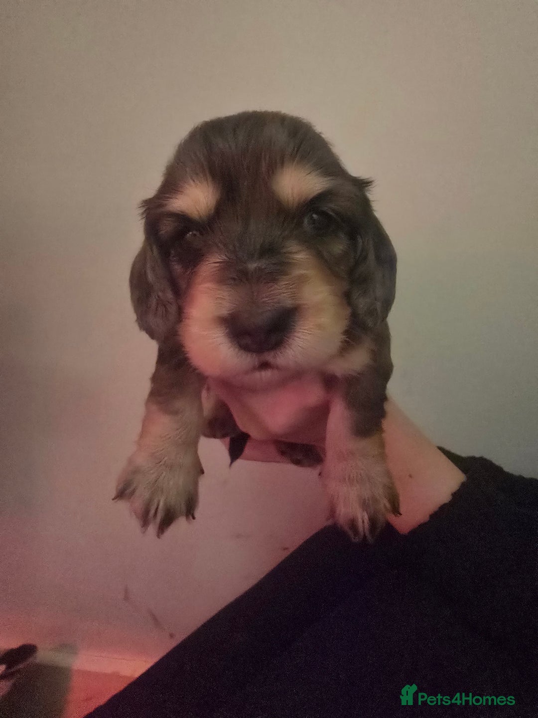 Miniature Dachshund dogs for sale: Miniature Long-Haired Dachshund - Advert 14