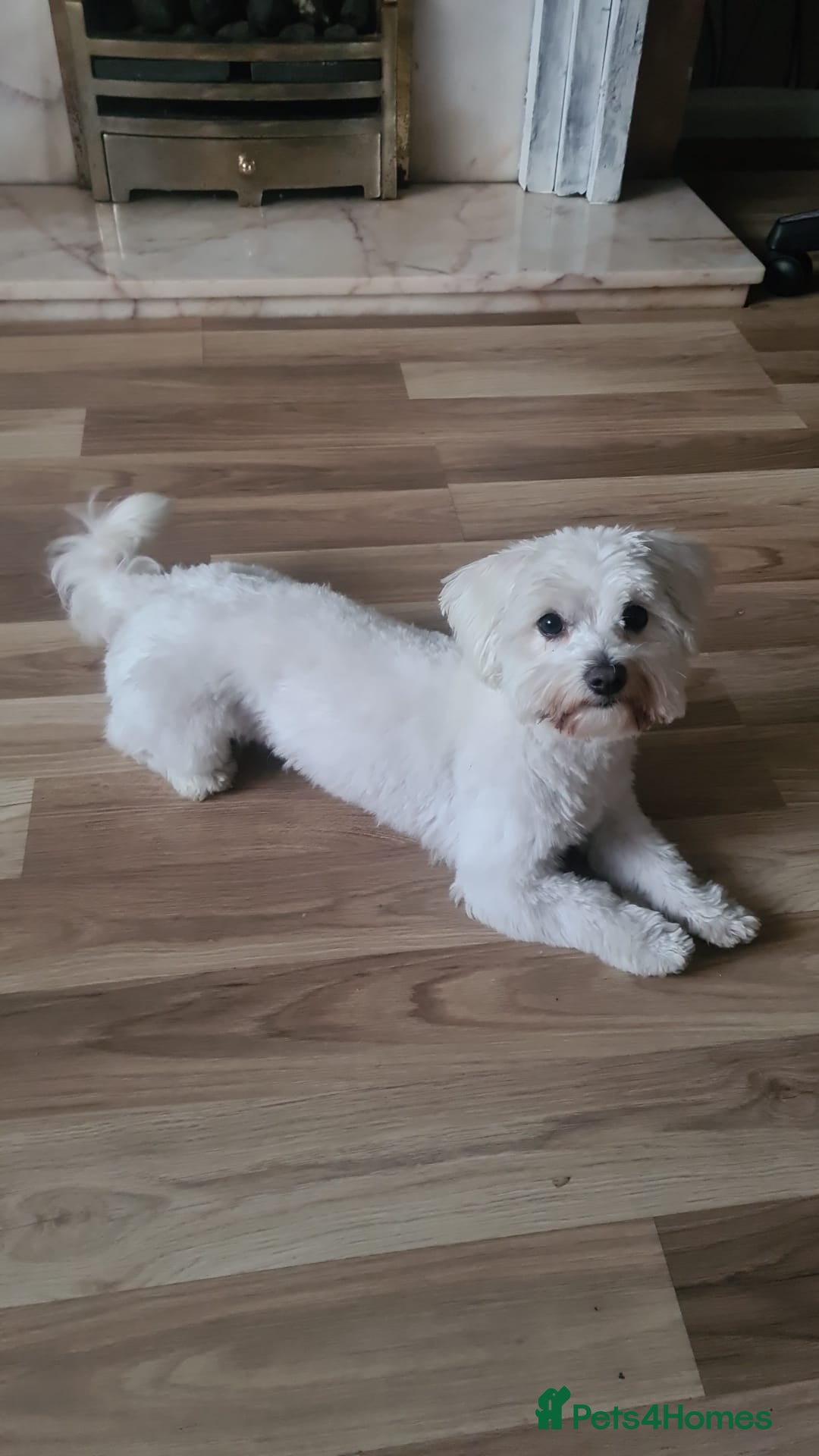 Bichon Frise dogs Bishon Frise  - Advert 1