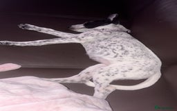 Mixed Breed dogs for sale: Meet bow 🎀🐾 - Advert 2