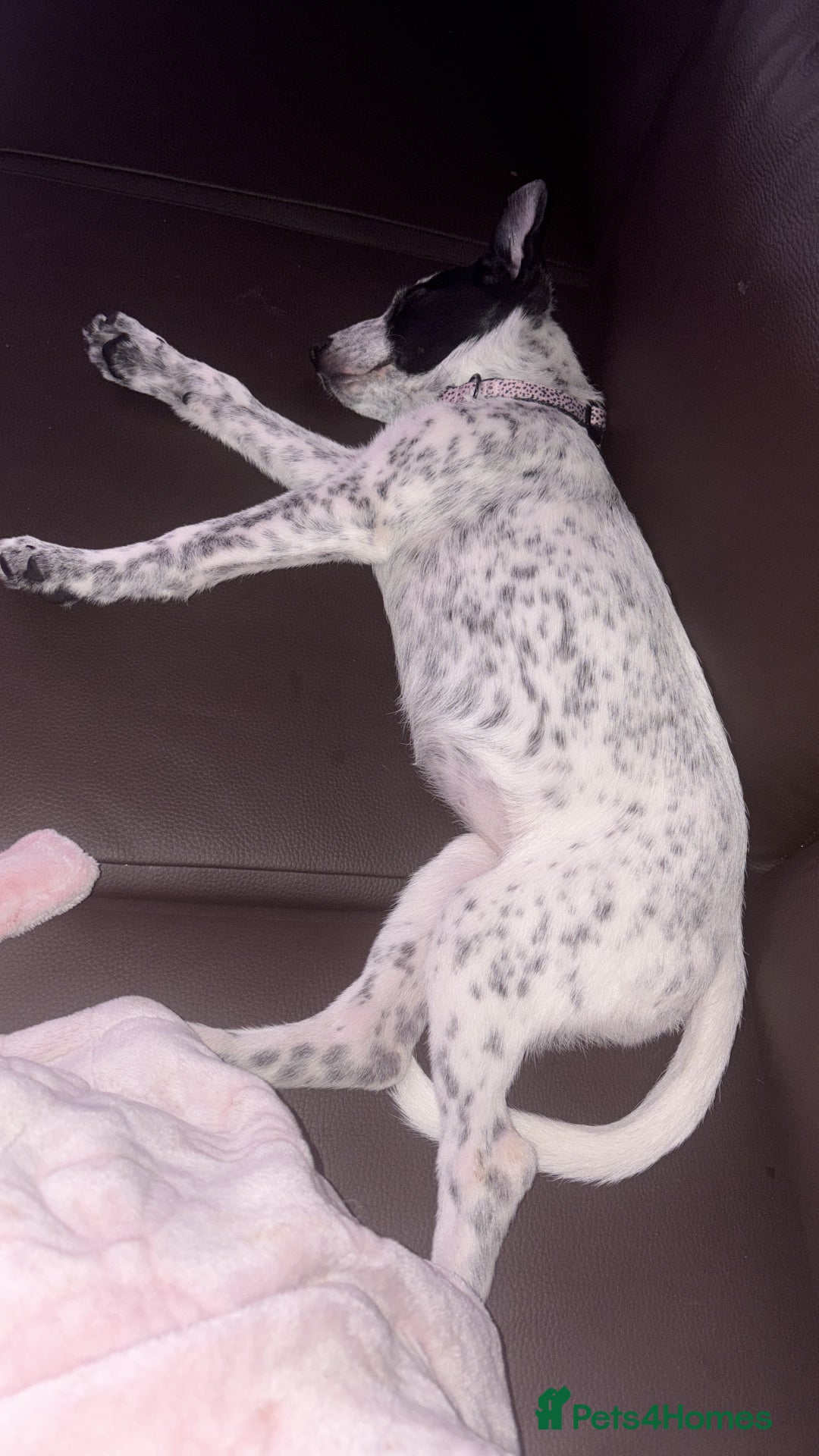 Mixed Breed dogs for sale: Meet bow 🎀🐾 - Advert 2