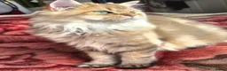 British Longhair cats for sale:  Tica registered BLH/BSH golden shaded  kittens  - Advert 8