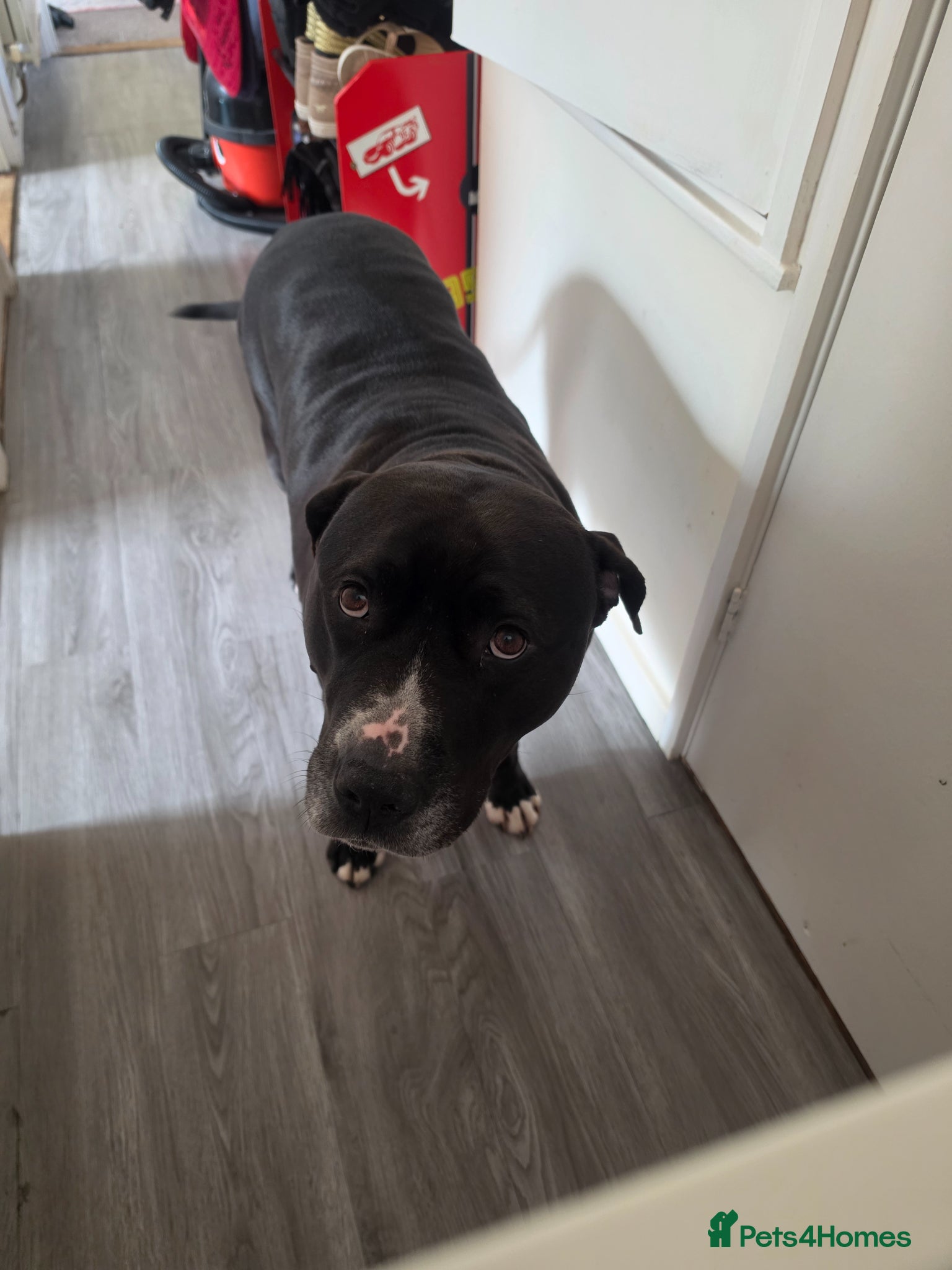 American Bulldog dogs Loving dog needing new family home. - Advert 1