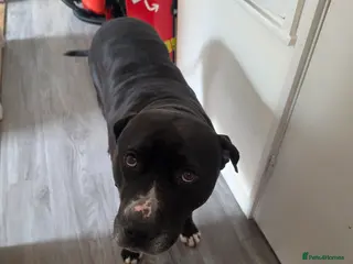 American Bulldog dogs Loving dog needing new family home. - Advert 1